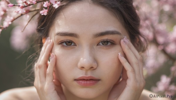 The beauty of a female set in a enchanting cherry blossoms