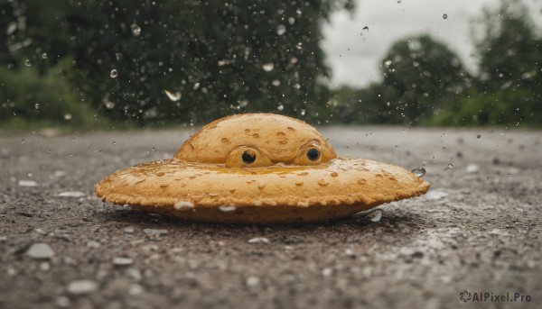 outdoors,food,day,water,blurry,black eyes,tree,no humans,depth of field,blurry background,animal,rain,water drop,realistic,wagashi,animal focus,splashing,cookie,food focus,taiyaki,snail,bird,photo background