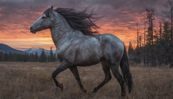 solo,outdoors,sky,cloud,tree,no humans,animal,cloudy sky,grass,nature,scenery,forest,sunset,mountain,realistic,horse,bare tree,horseback riding,from side,riding,field,red sky