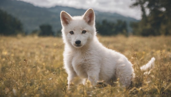 looking at viewer,flower,outdoors,sky,day,cloud,blurry,black eyes,tree,no humans,depth of field,blurry background,animal,grass,nature,scenery,dog,mountain,realistic,field,animal focus,white fur,signature,cat