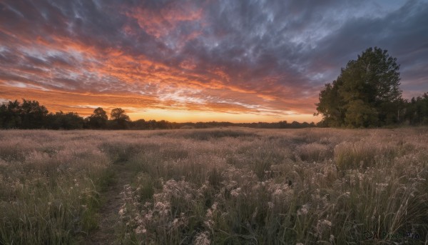 flower,outdoors,sky,cloud,tree,no humans,cloudy sky,grass,plant,nature,scenery,forest,sunset,field,twilight,evening,landscape,gradient sky,orange sky,sunlight,sun