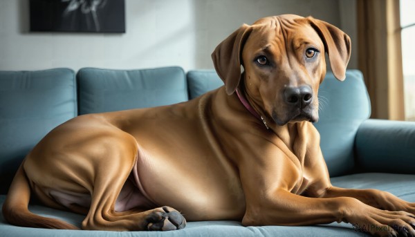 HQ,solo,looking at viewer,brown eyes,lying,indoors,blurry,collar,no humans,window,animal,curtains,couch,dog,realistic,on couch,animal focus,what,pillow,on stomach,animal collar