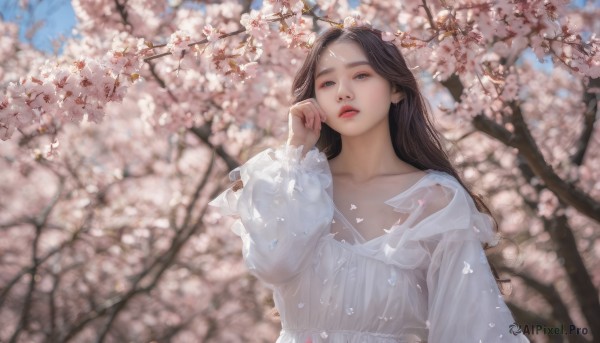 1girl, solo, long hair, blue eyes, brown hair, black hair, long sleeves, dress, collarbone, upper body, flower, outdoors, parted lips, day, white dress, blurry, tree, lips, cherry blossoms, realistic