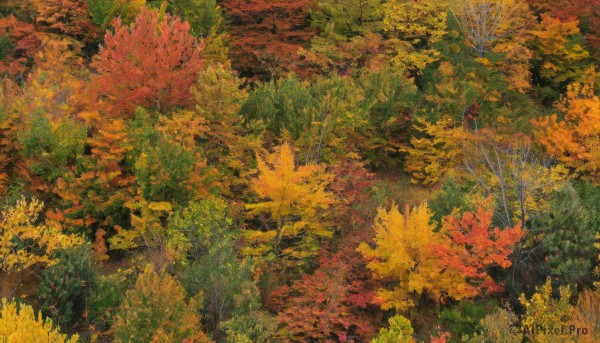 solo,outdoors,tree,no humans,leaf,traditional media,grass,nature,scenery,forest,painting (medium),autumn leaves,maple leaf,autumn,day,bush,green theme