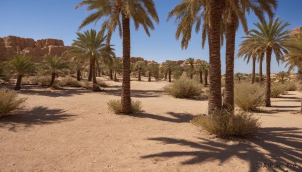 outdoors,sky,day,tree,blue sky,no humans,shadow,beach,grass,plant,scenery,sand,palm tree,shade,desert,cloud,rock,bush