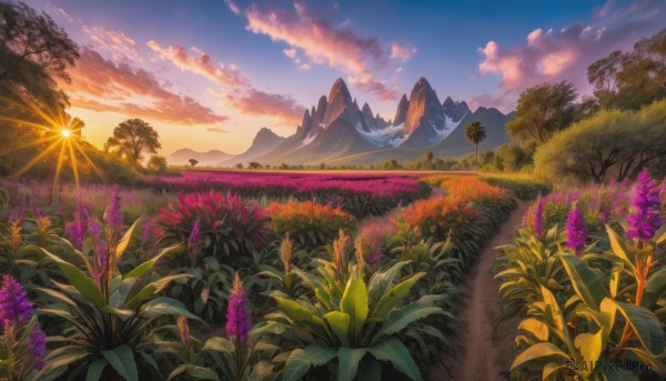 flower, outdoors, sky, cloud, tree, no humans, sunlight, cloudy sky, grass, plant, nature, scenery, sunset, mountain, purple flower, sun, field, landscape, mountainous horizon