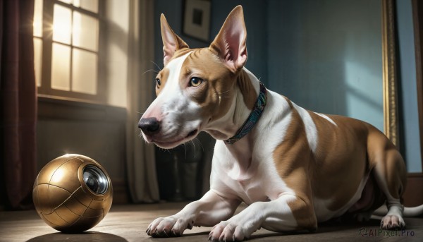 HQ,solo,closed mouth,full body,yellow eyes,lying,day,indoors,blurry,collar,no humans,window,animal,sunlight,cat,on stomach,curtains,ball,reflection,dog,realistic,animal focus,whiskers,brown eyes,shadow,claws,animal collar