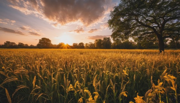 flower,outdoors,sky,day,cloud,tree,blue sky,no humans,sunlight,cloudy sky,grass,plant,nature,scenery,forest,sunset,mountain,sun,field,flower field,landscape,mountainous horizon,evening,yellow sky