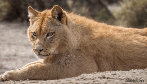 solo,looking at viewer,closed mouth,outdoors,lying,day,blurry,black eyes,no humans,depth of field,blurry background,animal,cat,on stomach,realistic,animal focus,whiskers,brown fur,signature