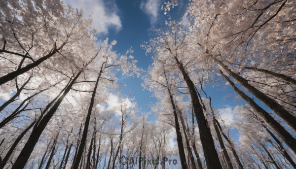 outdoors,sky,day,cloud,tree,blue sky,no humans,from below,cloudy sky,cherry blossoms,nature,scenery,forest