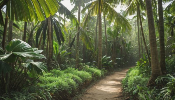 outdoors,day,tree,no humans,leaf,sunlight,grass,plant,nature,scenery,forest,palm tree,bush,shade,road,dappled sunlight,path