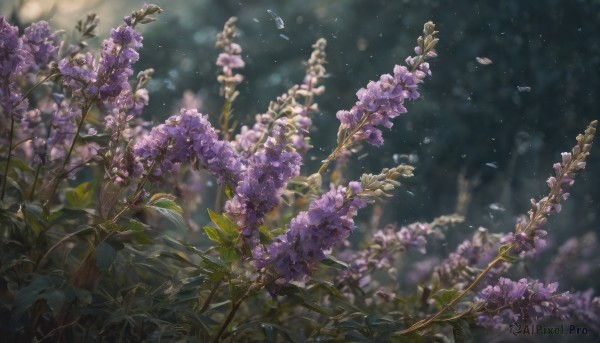 flower, outdoors, blurry, no humans, night, depth of field, leaf, plant, nature, scenery, purple flower, still life