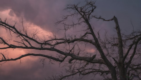 outdoors,sky,cloud,tree,no humans,cloudy sky,nature,scenery,branch,bare tree,sunlight,plant,reflection,sunset,twilight,evening,landscape,fog,gradient sky