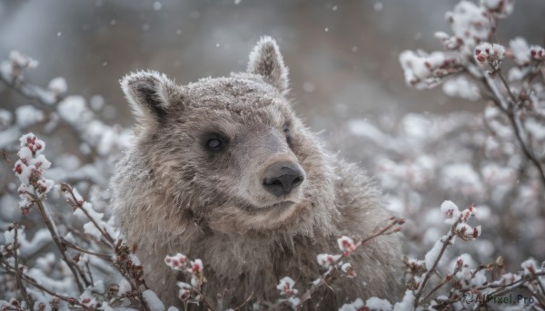 flower, outdoors, blurry, no humans, depth of field, blurry background, animal, snow, realistic, branch, animal focus