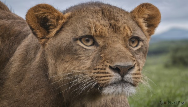 solo,looking at viewer,brown eyes,closed mouth,outdoors,sky,day,blurry,no humans,depth of field,blurry background,animal,cat,grass,close-up,mountain,realistic,animal focus,whiskers,lion,yellow eyes,cloud,blue sky,hamster