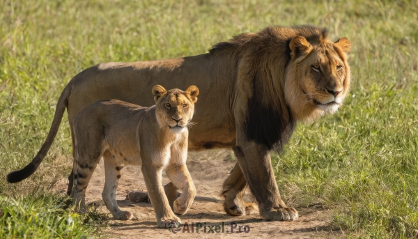 looking at viewer,closed mouth,standing,full body,outdoors,day,blurry,black eyes,no humans,shadow,animal,grass,realistic,animal focus,signature,tiger