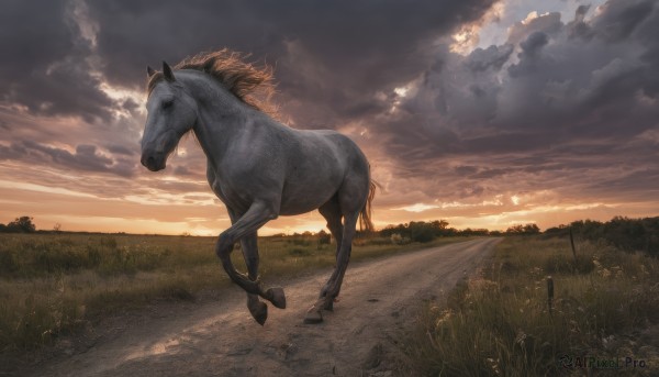 solo,outdoors,sky,cloud,no humans,animal,cloudy sky,grass,scenery,sunset,realistic,road,horse,from side,tree,sunlight,nature,riding,field,evening,horseback riding