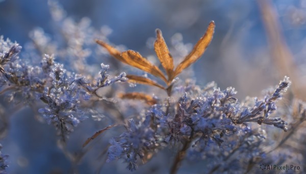 flower,outdoors,sky,day,cloud,blurry,tree,blue sky,no humans,depth of field,blurry background,leaf,plant,scenery,realistic,branch,still life,white flower