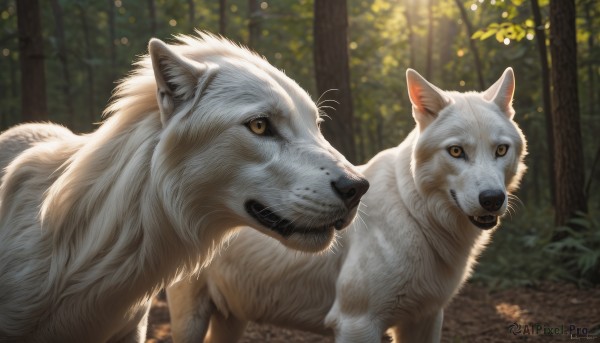 looking at viewer,brown eyes,closed mouth,yellow eyes,outdoors,day,artist name,signature,blurry,tree,no humans,depth of field,blurry background,animal,cat,nature,forest,dog,realistic,animal focus,wolf,dated