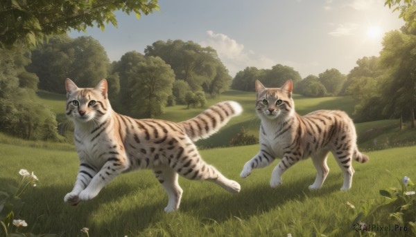 The allure of a cat in a dynamic day