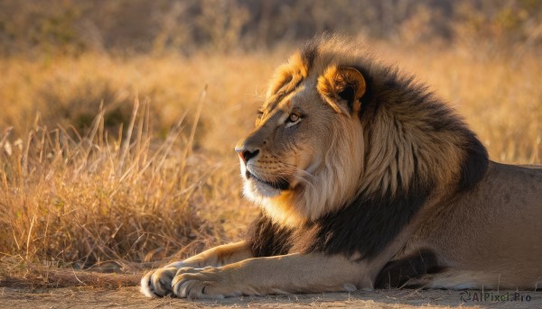 solo,closed mouth,outdoors,lying,horns,artist name,signature,blurry,no humans,animal,grass,on stomach,realistic,animal focus,lion,from side,sheep