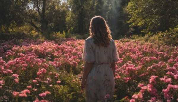 1girl, solo, long hair, brown hair, dress, standing, flower, short sleeves, outdoors, day, from behind, white dress, tree, sunlight, nature, scenery, pink flower, forest, arms at sides, facing away, blood on clothes, field