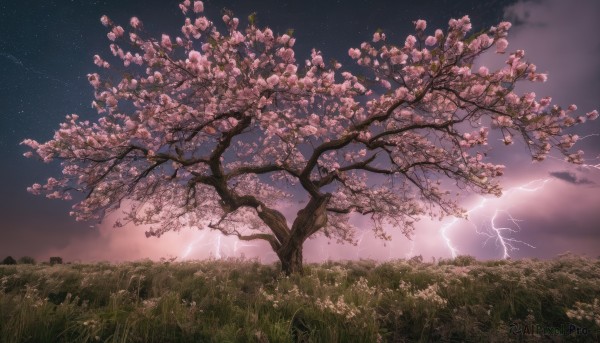 outdoors, sky, cloud, signature, tree, no humans, night, cloudy sky, grass, cherry blossoms, star (sky), night sky, scenery, starry sky, lightning