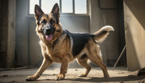 HQ,solo,standing,full body,yellow eyes,day,tongue,indoors,tongue out,no humans,window,animal,reflection,dog,realistic,animal focus,horror (theme),looking at viewer,open mouth,teeth,collar,fangs,sunlight