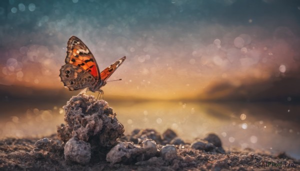 outdoors, sky, blurry, no humans, depth of field, bug, butterfly, scenery, lens flare, rock, bokeh