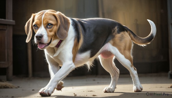 HQ,solo,blue eyes,brown eyes,standing,full body,outdoors,tongue,indoors,tongue out,blurry,collar,no humans,animal,dog,realistic,door,animal focus,alley,looking at viewer,open mouth,shadow,animal collar