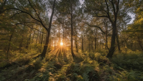 outdoors, sky, tree, no humans, leaf, sunlight, grass, nature, scenery, forest, light rays, sun