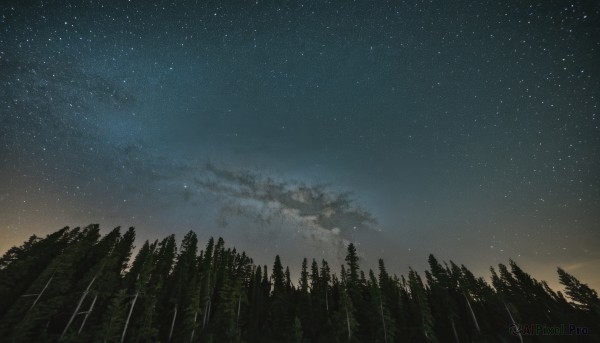 outdoors,sky,cloud,tree,dutch angle,no humans,night,star (sky),nature,night sky,scenery,forest,starry sky,grass,pine tree