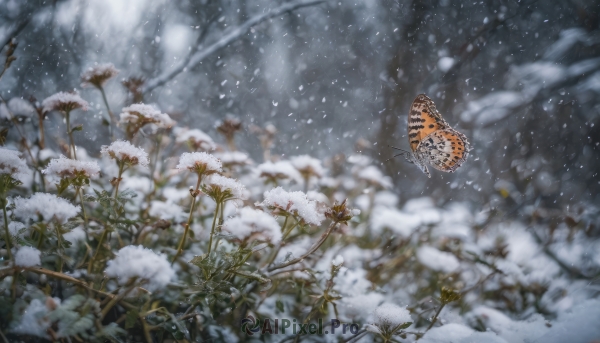 flower, outdoors, signature, blurry, tree, no humans, depth of field, bug, white flower, butterfly, nature, scenery, snow, snowing, winter