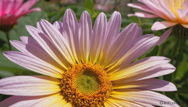 flower,blurry,no humans,depth of field,blurry background,leaf,plant,white flower,pink flower,realistic,yellow flower,purple flower,lotus,still life,outdoors,day,signature,nature,scenery,sunflower