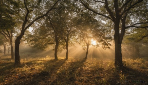 outdoors,day,tree,no humans,bird,sunlight,grass,nature,scenery,forest,light rays,sun,sunbeam,landscape,leaf,dappled sunlight