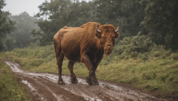 solo,standing,full body,closed eyes,outdoors,horns,day,blurry,tree,no humans,animal,grass,nature,forest,realistic,road,bush,animal focus,path,tusks,boar,blurry background,chinese zodiac,photo background,cow