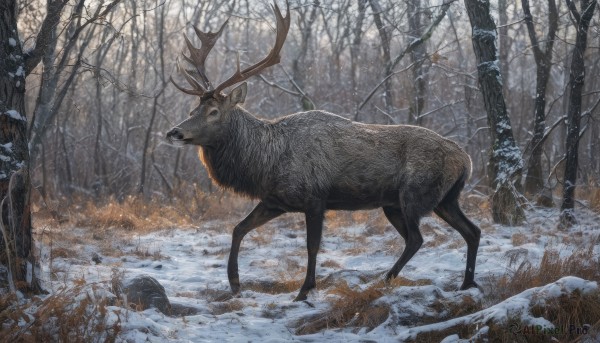 outdoors,tree,no humans,animal,grass,fire,nature,scenery,snow,forest,snowing,realistic,branch,antlers,animal focus,winter,bare tree,deer,reindeer,solo,rock