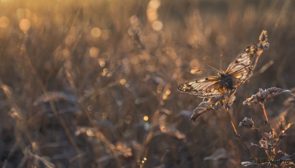 The serene presence of a butterfly in a breathtaking scenery