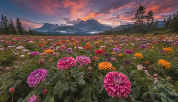 flower, outdoors, sky, cloud, tree, no humans, cloudy sky, grass, nature, scenery, forest, sunset, mountain, field, flower field, landscape, mountainous horizon