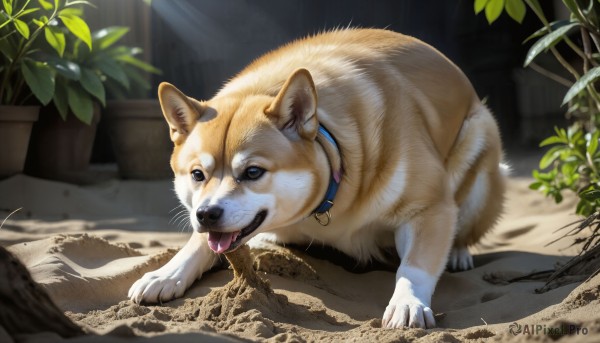 HQ,solo,looking at viewer,open mouth,full body,outdoors,day,tongue,indoors,tongue out,blurry,black eyes,collar,no humans,animal,plant,dog,realistic,potted plant,animal focus,leaf,sunlight,animal collar