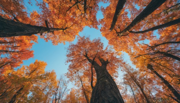 outdoors, sky, day, tree, blue sky, no humans, leaf, nature, scenery, forest, autumn leaves, autumn