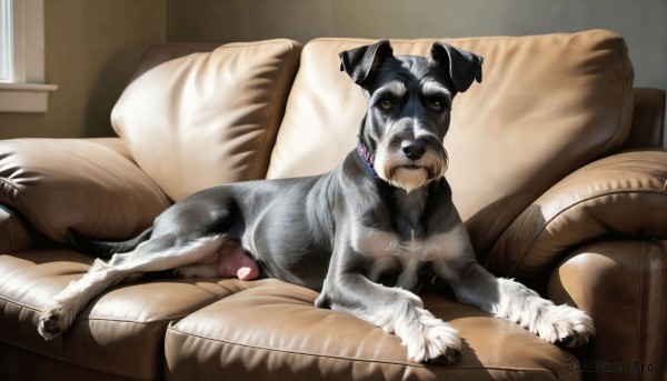 HQ,solo,looking at viewer,full body,lying,penis,indoors,pillow,no humans,window,animal,on stomach,couch,dog,realistic,on couch,animal focus,brown eyes,closed mouth,tongue,collar,uncensored,on side,sleeping,armchair,puppy