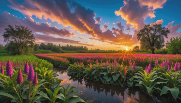 flower, outdoors, sky, cloud, water, tree, no humans, sunlight, cloudy sky, grass, plant, nature, scenery, reflection, sunset, sun