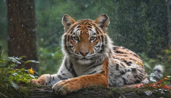 looking at viewer, yellow eyes, flower, outdoors, blurry, tree, no humans, animal, nature, forest, realistic, animal focus, tiger