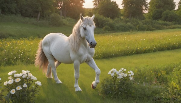 solo,full body,flower,outdoors,day,tree,no humans,animal,sunlight,grass,white flower,nature,scenery,forest,realistic,field,animal focus,horse,unicorn,standing,sky,bush,daisy