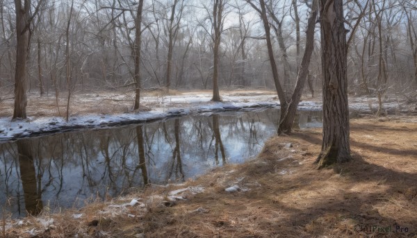 outdoors,day,water,tree,no humans,grass,nature,scenery,snow,forest,winter,bare tree,landscape,sky