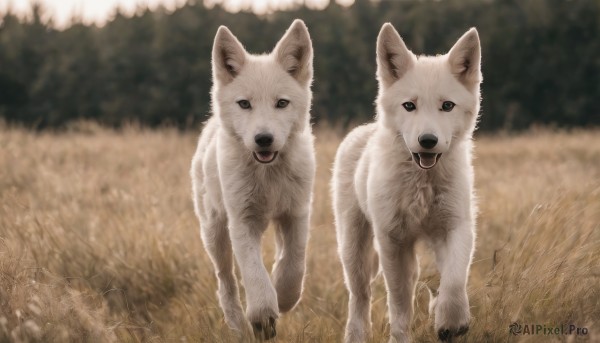 looking at viewer,open mouth,outdoors,day,tongue,tongue out,blurry,black eyes,no humans,blurry background,animal,grass,dog,realistic,field,animal focus,standing,signature,nature