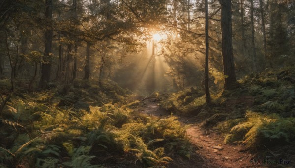 outdoors, day, tree, no humans, leaf, sunlight, grass, plant, nature, scenery, forest, light rays, sunbeam, path