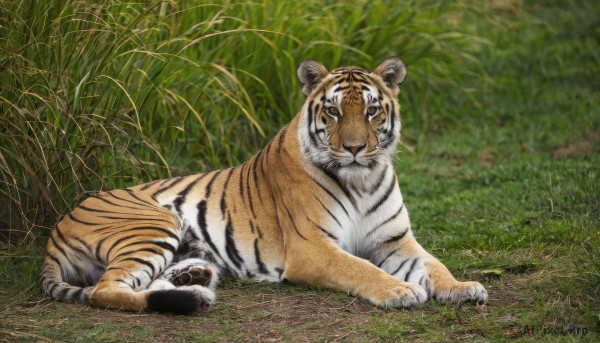 looking at viewer,outdoors,lying,day,signature,no humans,animal,grass,plant,on stomach,nature,chinese zodiac,animal focus,tiger,year of the tiger,closed mouth,full body,closed eyes,blurry,blurry background,on side,sleeping,field,on ground,photo background