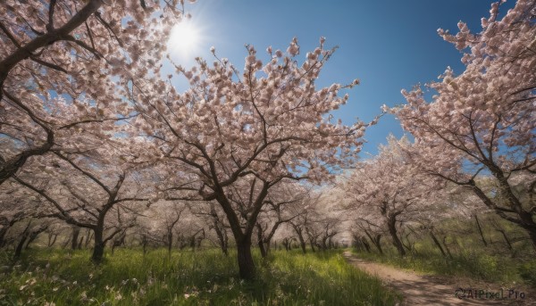 outdoors, sky, day, tree, blue sky, no humans, sunlight, grass, cherry blossoms, scenery, field, path